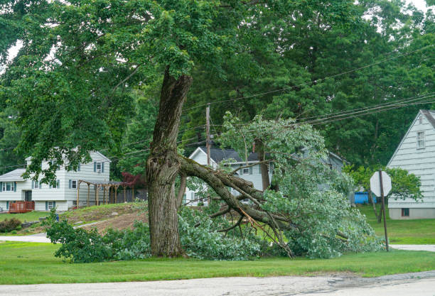 How Our Tree Care Process Works  in  Fairfield, IL